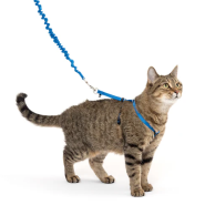 PetSafe Come With Me Kitty Harness&Bungee Leash Med Blue
