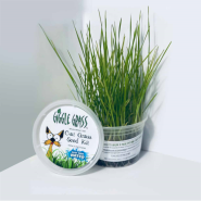 Giggle Grass Cat Grass Seed Kit