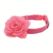 Dog Collars and Accessories