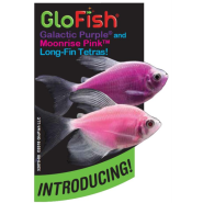 Tetra Pink & Purple Long Fin GF Cling