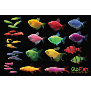 Glofish Poster